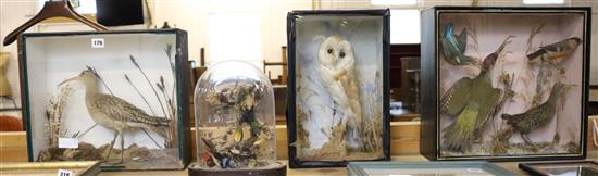 4 cased taxidermic birds
